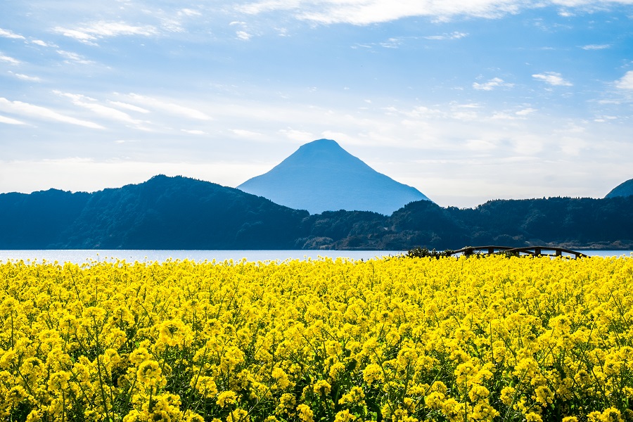 Canola and the Satsuma Fuji Mountain at Japan South Kyushu Kagoshima, Ibusuki..jpg