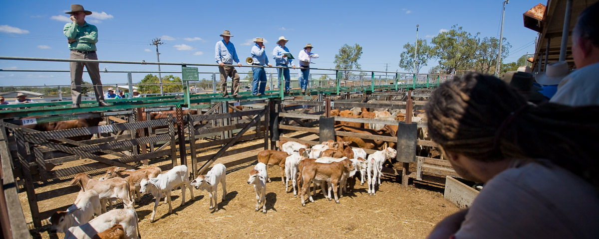 Rockhampton Gracemere Saleyards