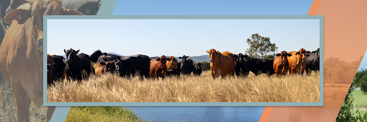 Brown and black cows are standing n a grassy paddock, overlaying images of a dam and fruit trees